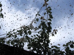 �݂΂��A���I��