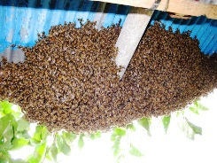 �g���b�v�łЂƋx�݂��Ă��镪�I�R