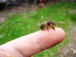 �����I�ł�