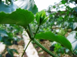 �������o�Ă���p�b�V�������Q