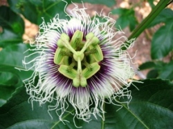 �p�b�V�����t���[�c�̉�