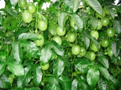 �����Ɏ���p�b�V�����t���[�c