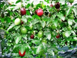 ���n���̃p�b�V�����t���[�c