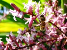 �_���݂̂΂�