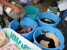 �܂���̃A���ƍ�����